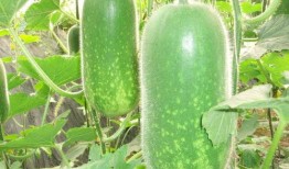 割麦吃瓜图片搞笑