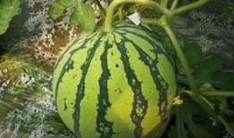 万伊吃瓜,揭秘娱乐圈幕后故事