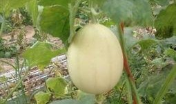 例假期可以吃梨瓜,梨瓜助力女性健康调养”