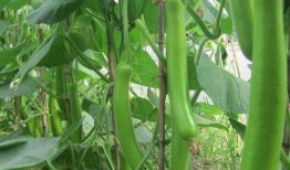 瓠瓜梢可以吃吗,可食用植物的新发现